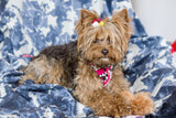 YorkiePoo