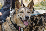 Australian Cattle Dog Longevity: Secrets to a Healthy, Long-Lived Companion