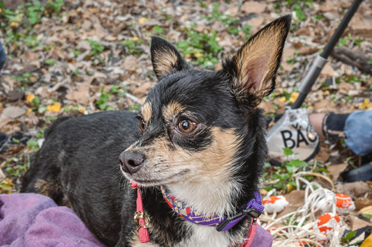 Chihuahua Lifespan Secrets: Maximize Your Tiny Dog's Years