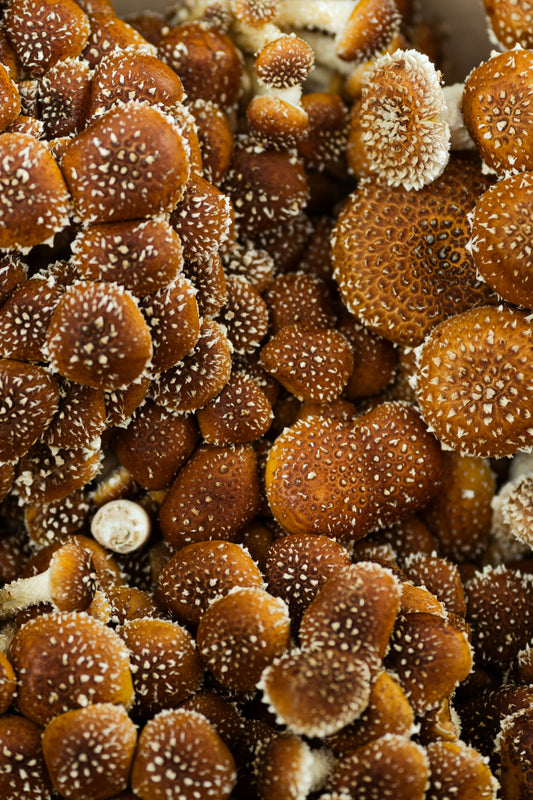 Shitake Photo by Kier in Sight Archives on Unsplash
