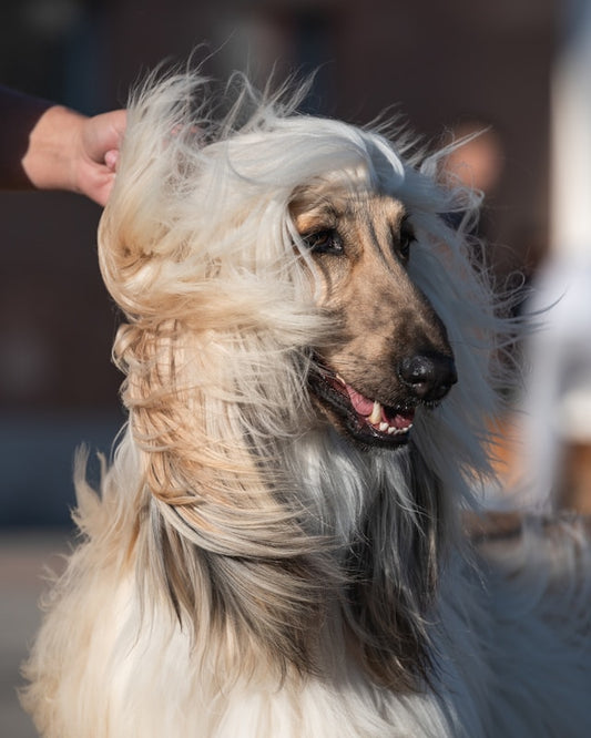 Afghan Hound by https://unsplash.com/@mladenscekic