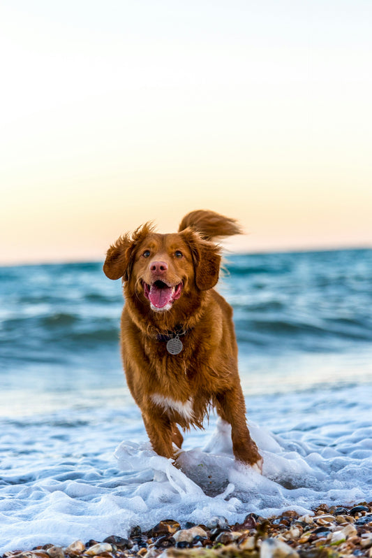 https://unsplash.com/photos/dog-running-on-beach-during-daytime-yihlaRCCvd4
