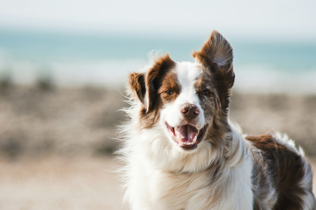 https://unsplash.com/photos/white-and-brown-long-coat-large-dog-U3aF7hgUSrk