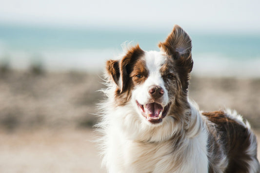 https://unsplash.com/photos/white-and-brown-long-coat-large-dog-U3aF7hgUSrk