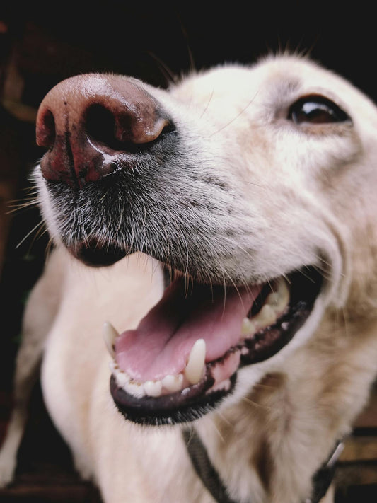 Photo by Amal  Santhosh: https://www.pexels.com/photo/labrador-retriever-dog-662417/