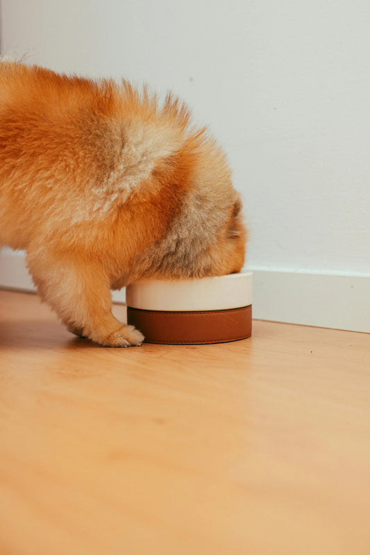 Photo by Cup of  Couple from Pexels: https://www.pexels.com/photo/brown-pomeranian-eating-on-a-bowl-8473447/