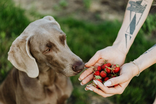 Photo by Photo By: Kaboompics.com: https://www.pexels.com/photo/a-brown-dog-smelling-strawberries-on-a-woman-s-hands-4750264/