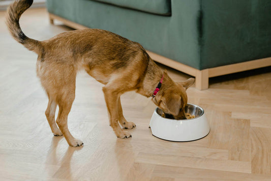 Photo by MART  PRODUCTION: https://www.pexels.com/photo/a-dog-eating-on-a-bowl-8434725/