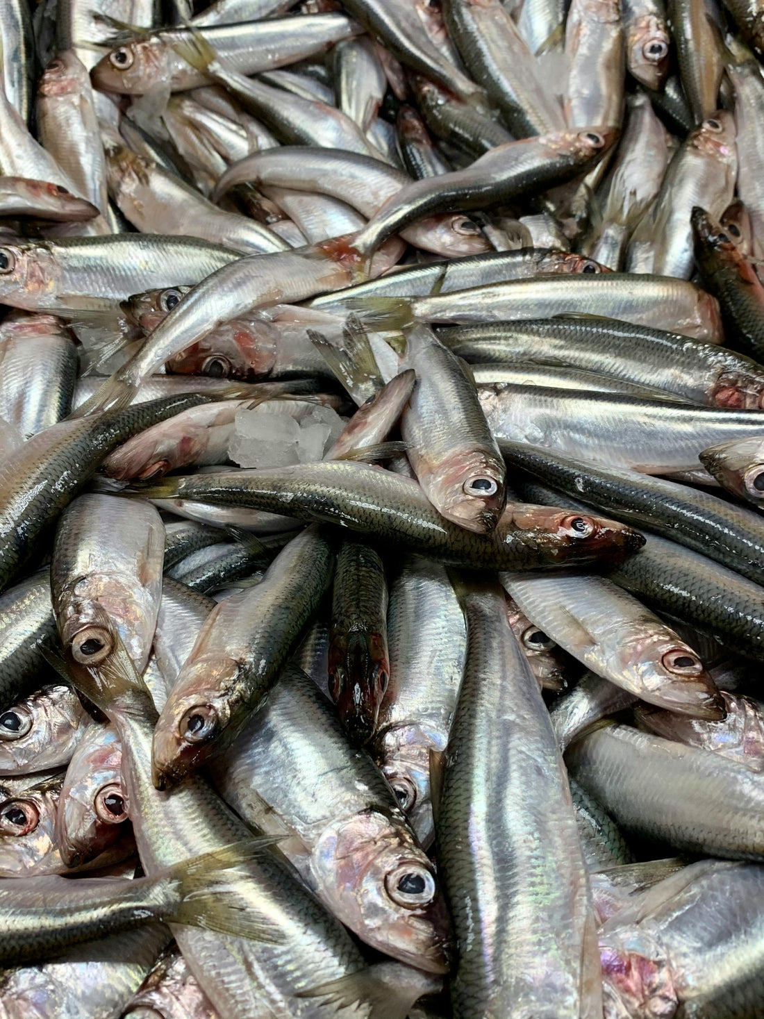 Photo by Alex Pelsh from Pexels: https://www.pexels.com/photo/close-up-photo-of-fresh-anchovies-5948977/
