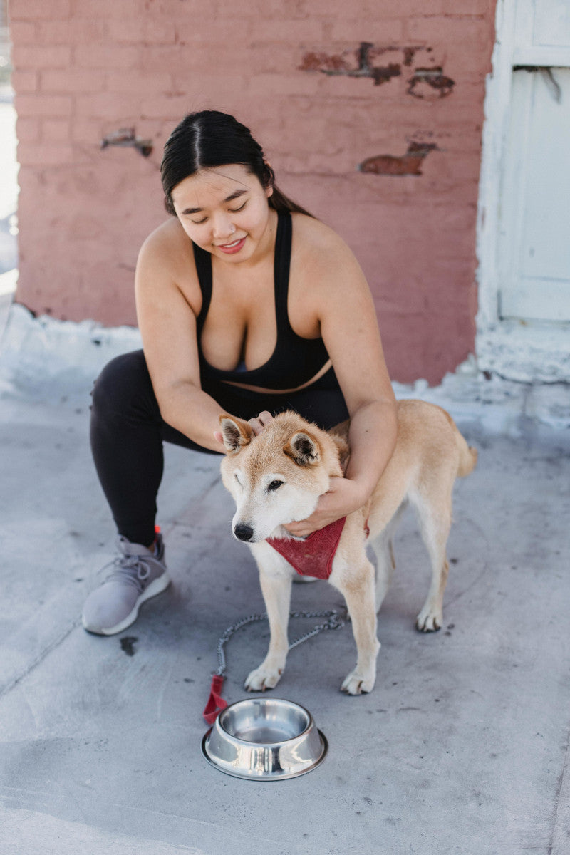 Is Intermittent Fasting Good for Dogs?