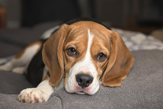 Beagle Longevity: How to Help Your Pup Live a Long, Healthy Life