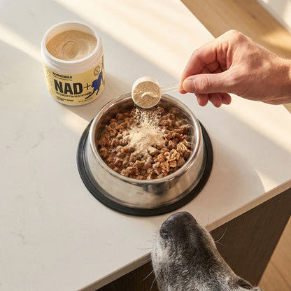 A scoop of LongTails powder being added to a bowl of dog food
