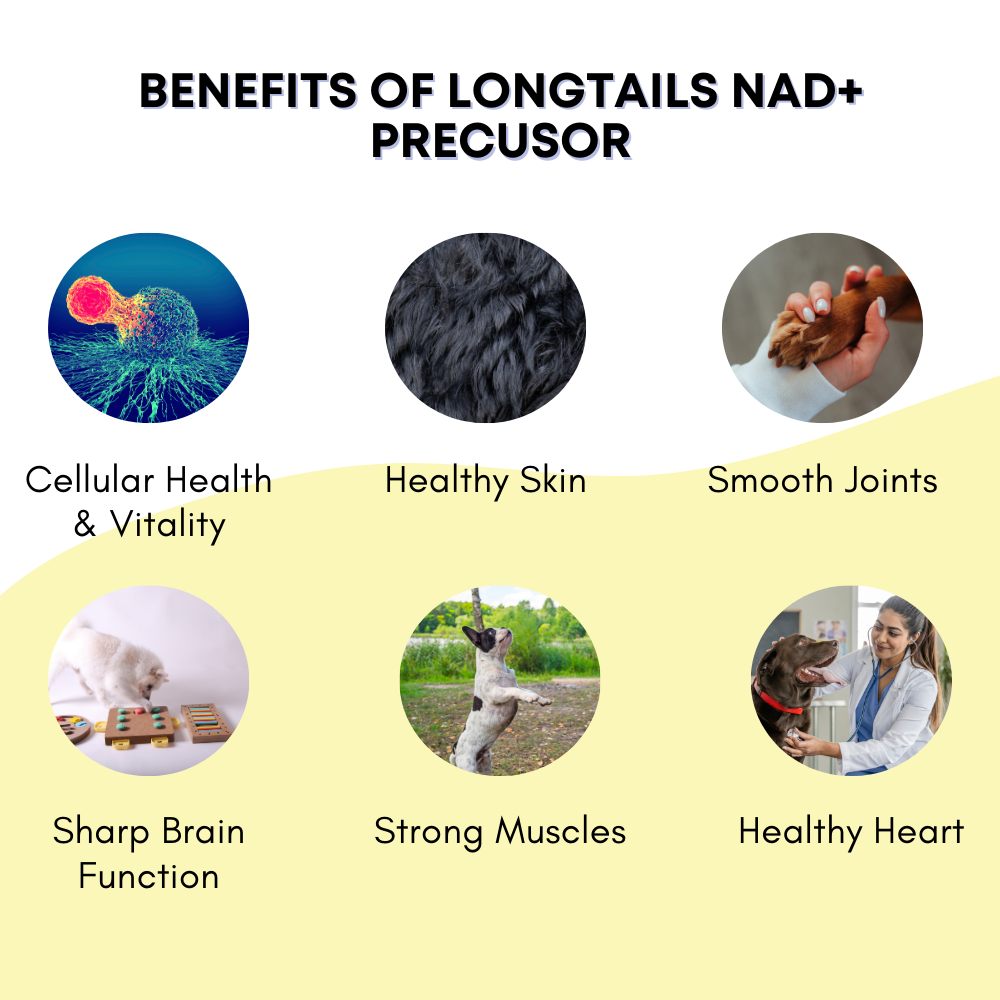 LongTails NAD+ Precursor Health Supplement for Dogs - Cellular Healthy Aging Support